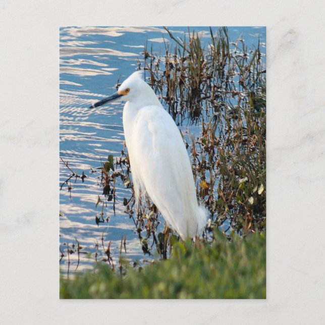 Foto Egret Postkarte (Vorderseite)