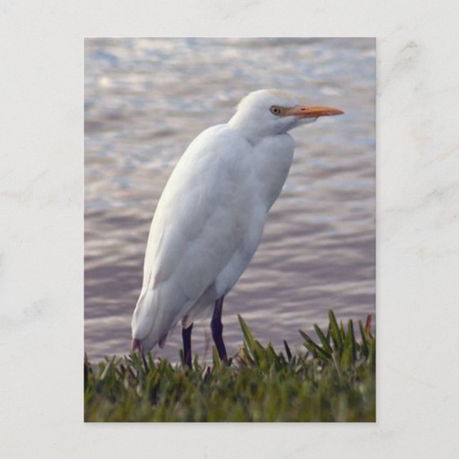 Foto Egret Postkarte (Vorderseite)
