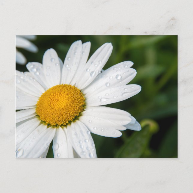 Foto, ein margueritte machen Grün Postkarte (Vorderseite)