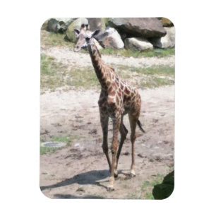Foto einer Babygiraffe, die in Naturmagneten läuft Magnet