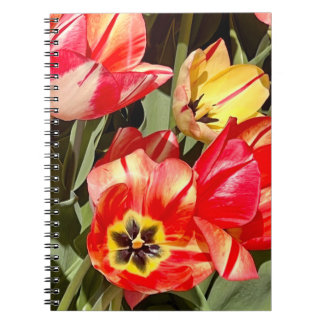 Foto einer Blume aus Neuengland Notizblock