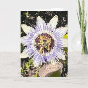 Foto einer Blume aus New England Blank Gruß Karte