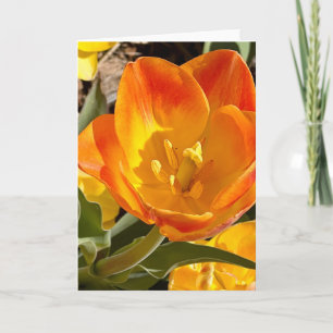 Foto einer Blume aus New England Blank Gruß Karte