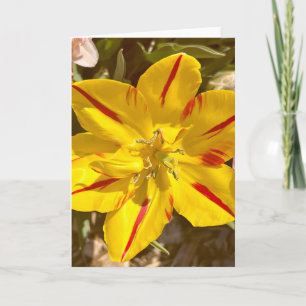 Foto einer Blume aus New England Blank Gruß Karte