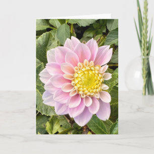 Foto einer Blume aus New England Blank Gruß Karte