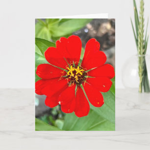 Foto einer Blume aus New England Blank Gruß Karte