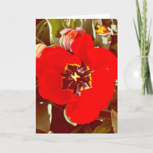 Foto einer Blume aus New England Blank Gruß Karte