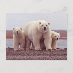 Foto einer Eisbärenfamilie mit Mutter und Jungen Postkarte