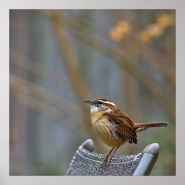 Foto einer freundlichen Carolina Wren. Poster (Vorne)