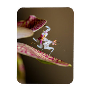 Foto einer jungen Orchideenmantis Magnet