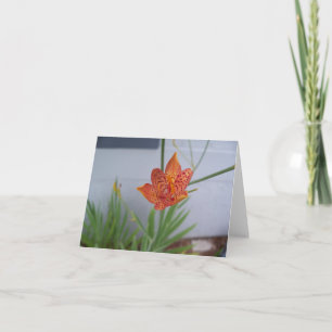 Foto einer orangen BlackBerry Lily-Blume schließen Karte