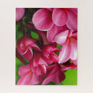 Foto einer rosa Plumeria-Blüte