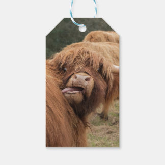 Foto einer schottischen Highland-Kuh Geschenkanhänger