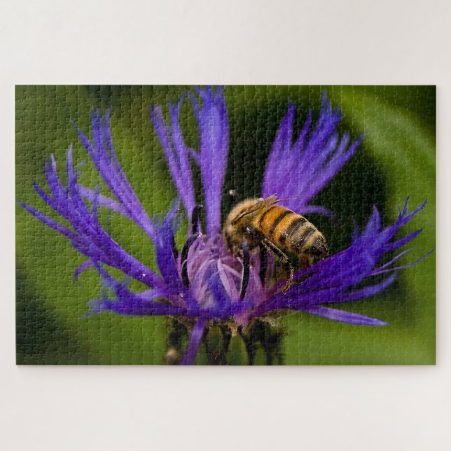 Foto einer wunderschönen lila Blume mit Honigbiene (Horizontal)