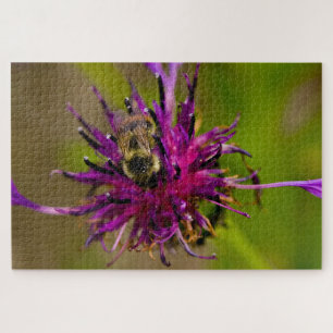 Foto einer wunderschönen lila Blume mit Honigbiene