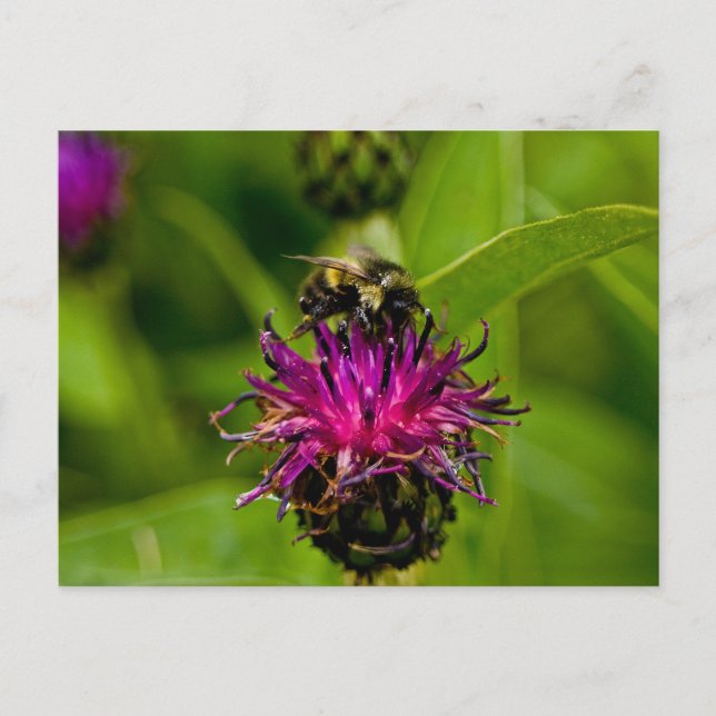 Foto einer wunderschönen lila Blume mit Honigbiene Postkarte (Vorderseite)