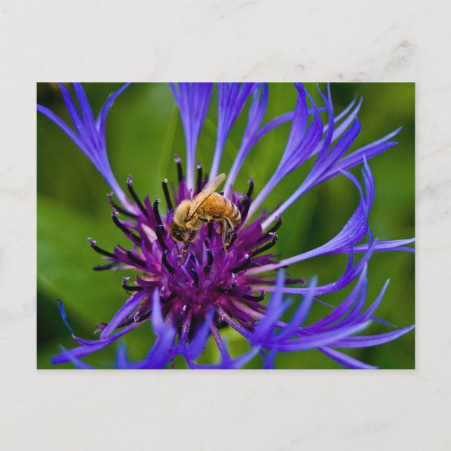 Foto einer wunderschönen lila Blume mit Honigbiene Postkarte (Vorderseite)