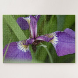 Foto einer wunderschönen, lila Iris-Blume