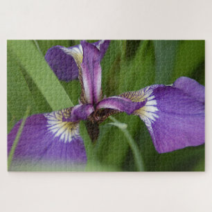Foto einer wunderschönen, lila Iris-Blume