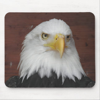 Foto eines Adlers, den ich in Dubuque, Iowa, aufge Mousepad