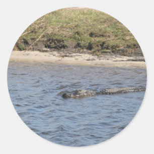 Foto eines amerikanischen Alligators, der im Fluss Runder Aufkleber