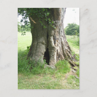 Foto eines Baumes Postkarte
