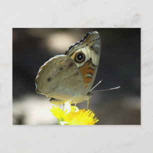 Foto eines Buckeye-Schmetterlings auf einer gelben Postkarte