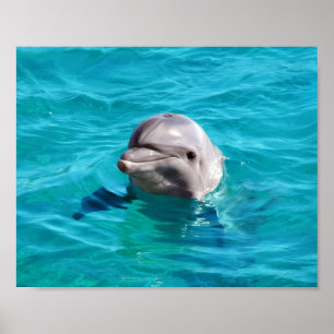 Foto eines Delfins in blauem Wasser Poster