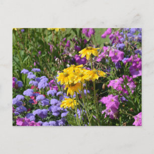 Foto eines Haufen wunderschöner farbiger Blume Postkarte