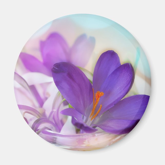 Foto eines Hübschen Lila Frühlingskrokus Magnet (Vorne)