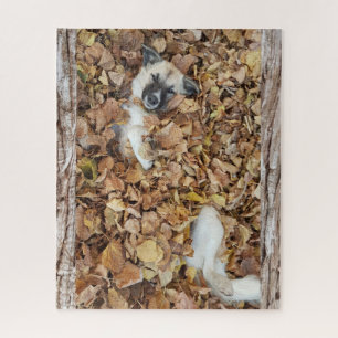 Foto eines Hundes in den Blätter.