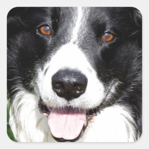 Foto eines Hundes Quadratischer Aufkleber