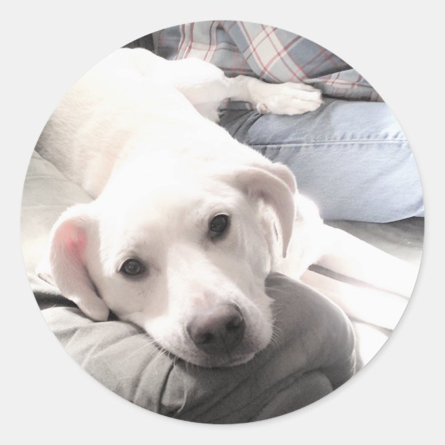 Foto eines Niedlichen, müde weißen Hundes mit best Runder Aufkleber (Vorderseite)