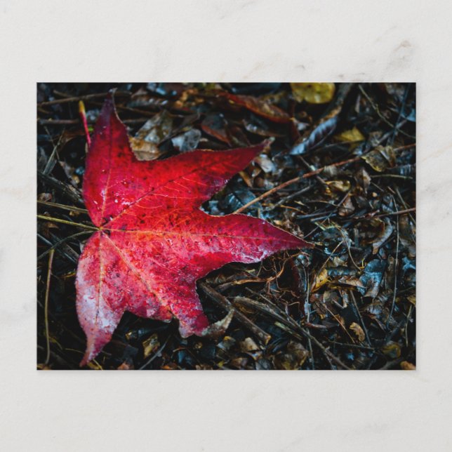 Foto eines roten Ahornleafs. Feiertagspostkarte (Vorderseite)