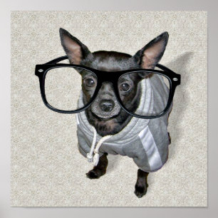 Foto eines schwarzen Chihuahua mit Brille Poster