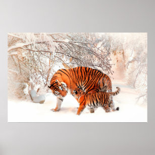 Foto eines Tigers und Tubes, der im Schnee spielt. Poster