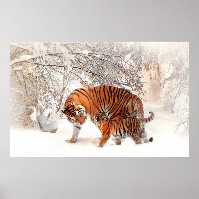 Foto eines Tigers und Tubes, der im Schnee spielt. Poster (Vorne)