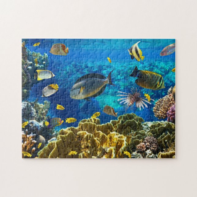 Foto eines tropischen Fisches auf einem (Horizontal)