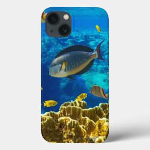 Foto eines tropischen Fisches auf einem title_seo2