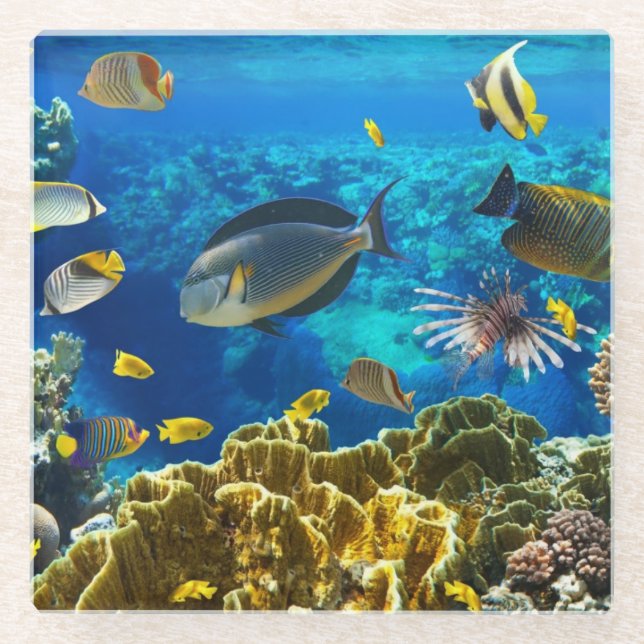 Foto eines tropischen Fisches auf einem Glasuntersetzer (Vorderseite)