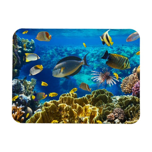Foto eines tropischen Fisches auf einem Korallenri Magnet (Horizontal)