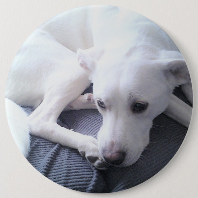 Foto eines wunderschönen White Labrador Retriever  Button (Vorderseite)