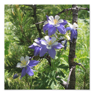 Foto-Erweiterung Colorados Columbine Fotodruck