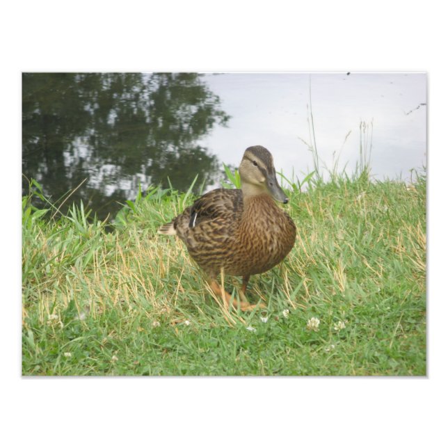 Foto-Erweiterung für Mallard Fotodruck (Vorne)