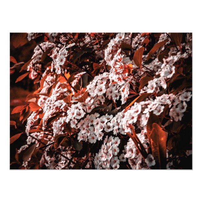 Foto-Erweiterungspapier Fotodruck (Vorne)