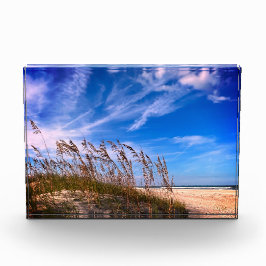 Foto "Florida Sea Oats"