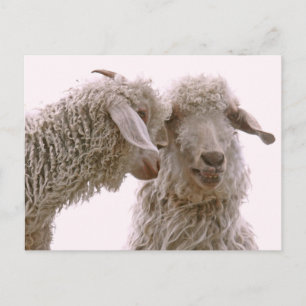 Foto für alberne Ziegen Postkarte