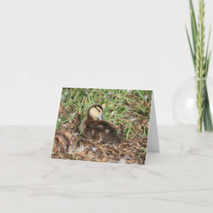 Foto für das Duckling von Muskovy