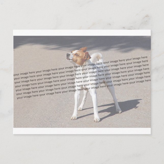 Foto für Haustiere Postkarte (Vorderseite)