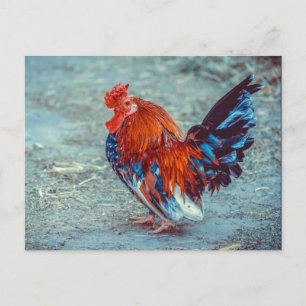 Foto für Hühnerfarben Postkarte